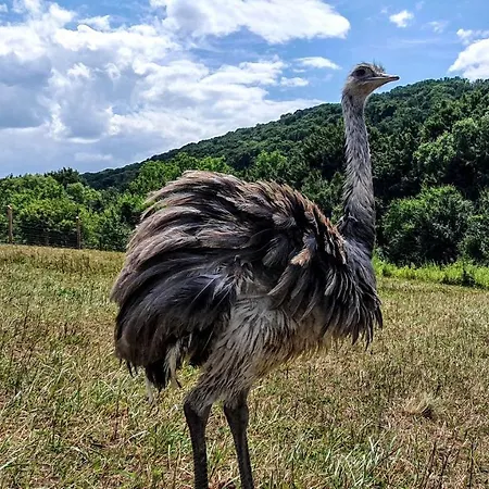 Palos Oda ve Kahvaltı 4*