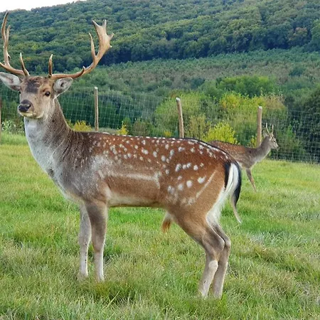 Pálos 3* Zalacsány