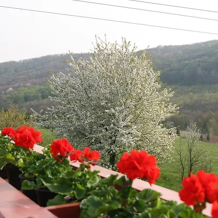 Palos Залачань