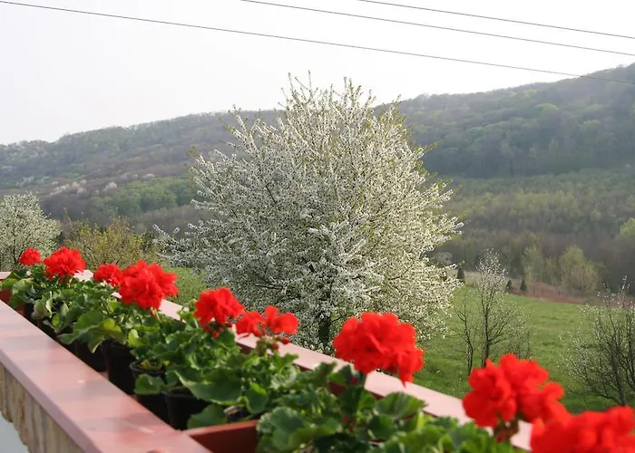 Palos Zalacsány